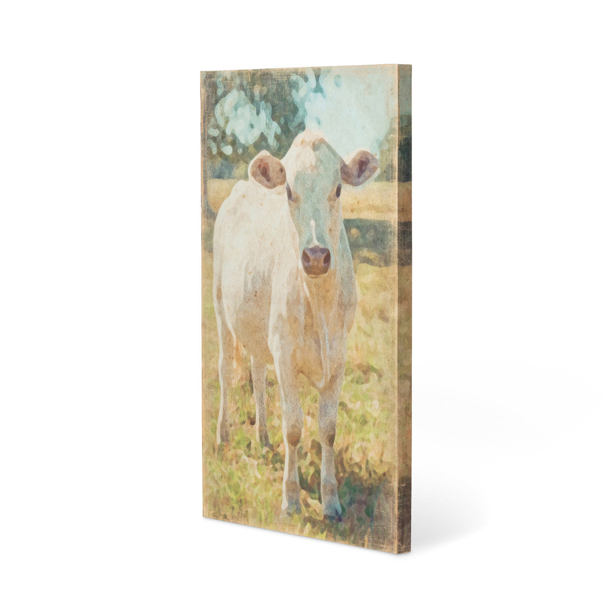 Charolais Cow Canvas Print