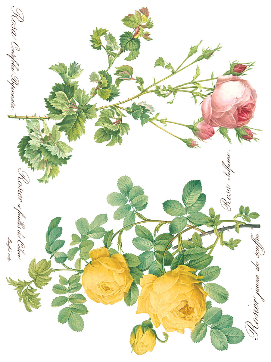 Rose Botanical IOD Transfer