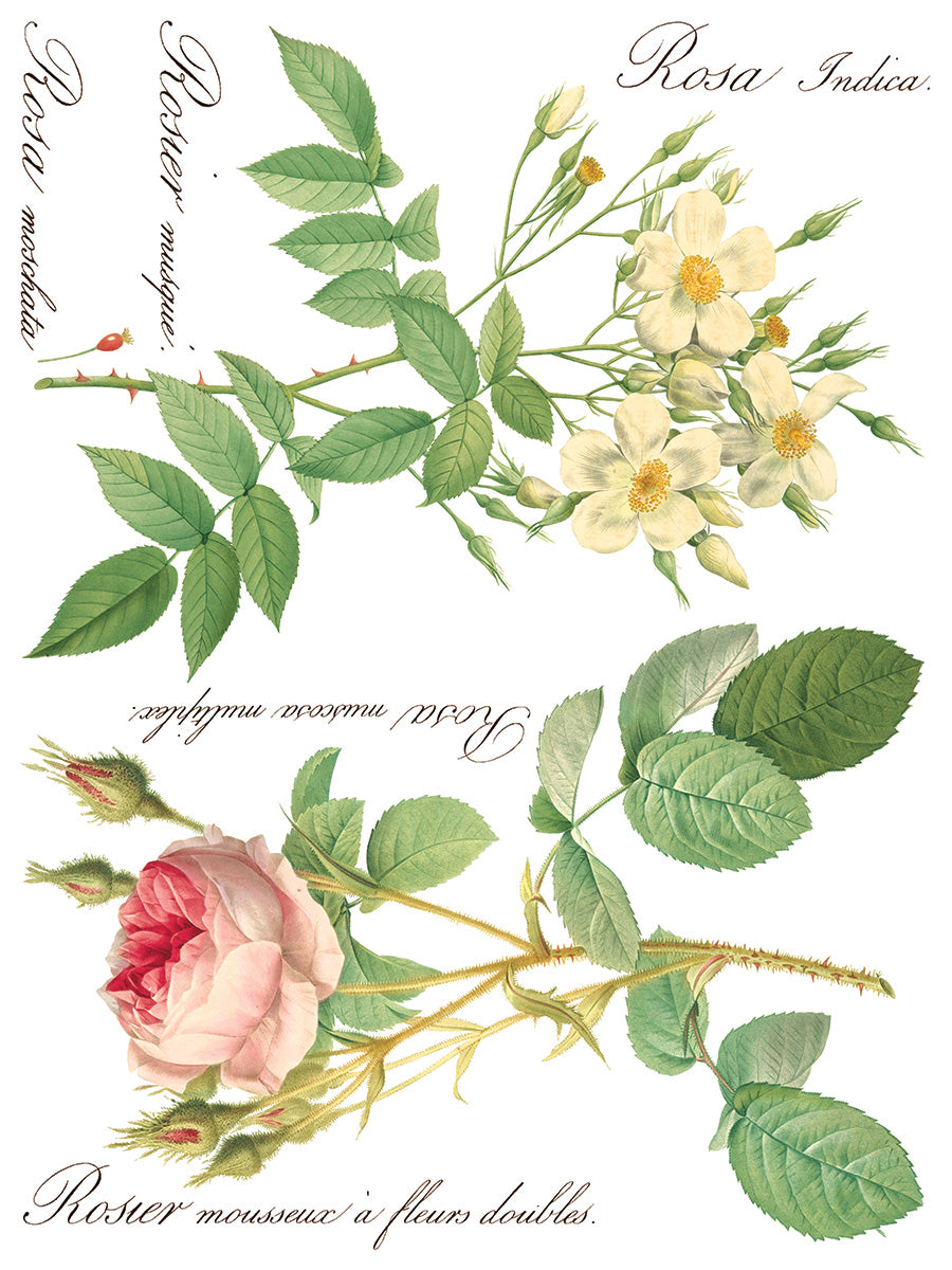 Rose Botanical IOD Transfer